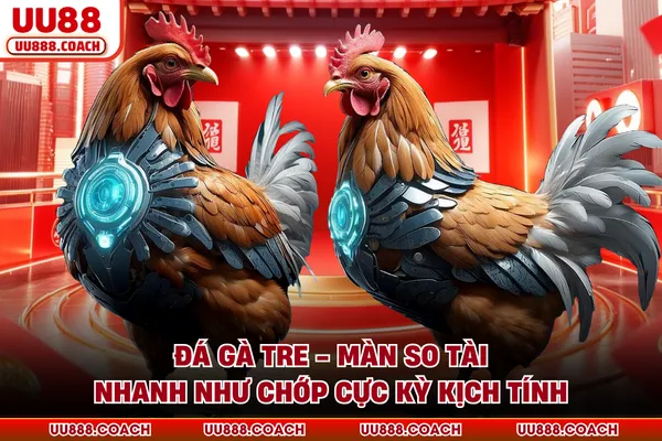Đá Gà Tre - Màn So Tài Nhanh Như Chớp Cực Kỳ Kịch Tính
