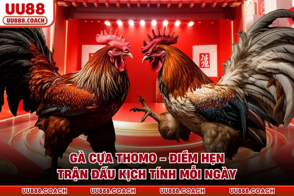 Gà Cựa Thomo - Điểm Hẹn Trận Đấu Kịch Tính Mỗi Ngày
